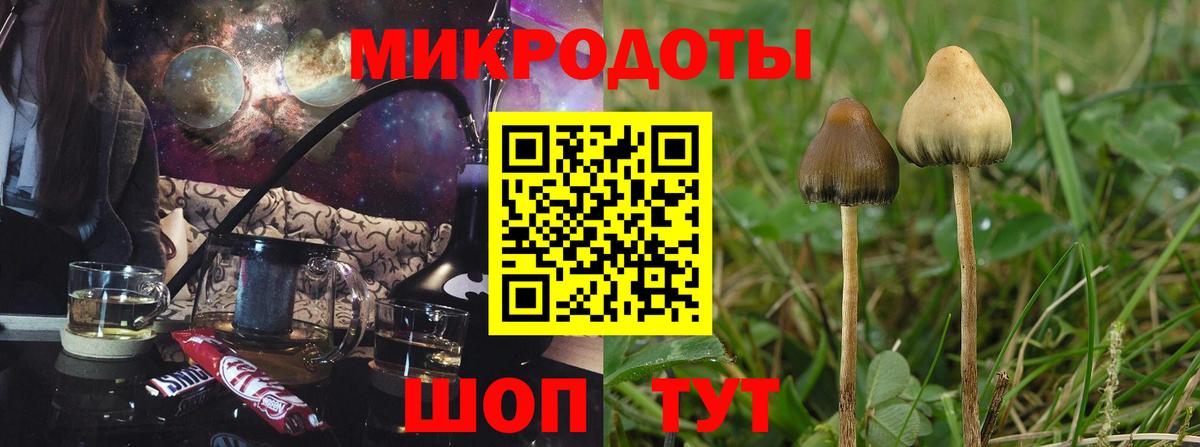 Галлюциногенные грибы Psilocybe Дмитров